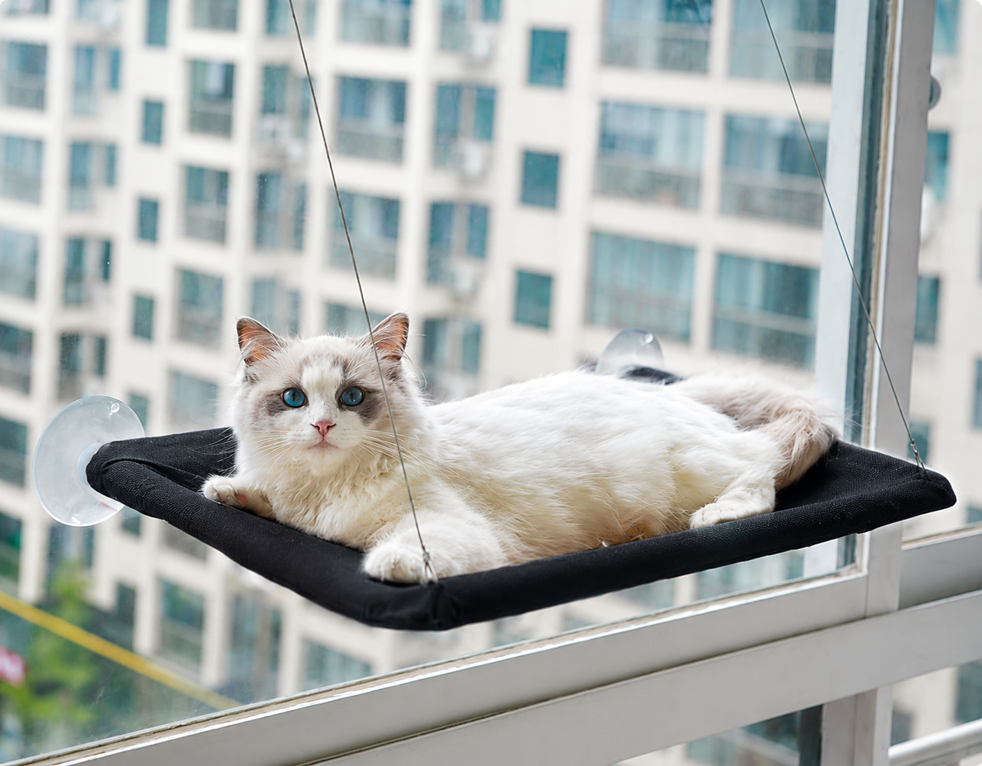 Cat Window Perch — The Floating Throne Your Cat Deserves